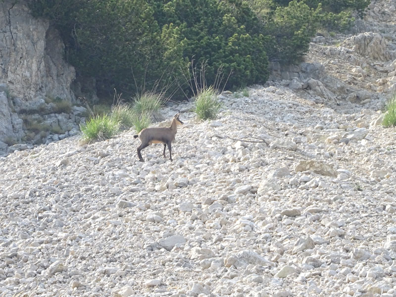 Rupicapra rupicapra.....dal Trentino Alto Adige